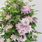 Análisis y comparativa: ¿Dónde comprar clematis para mejorar tus pasos de baile?